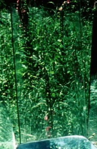 Peripeteia II (1978)