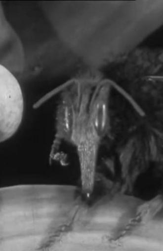 Scarlet Runner & Co (1929)