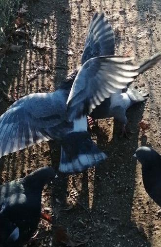 I Saw Mockingbirds laughing under the sun of Valence (2026)