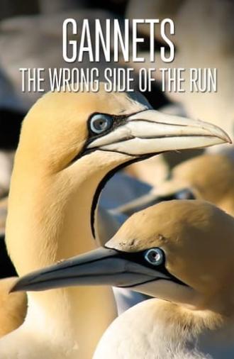 Gannets: The Wrong Side of the Run (2010)