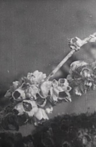 One day at the Tidelands (1940)