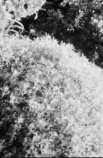 Sketch Film #5 (2007)