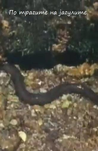 Following the Traces of the Eels (1958)