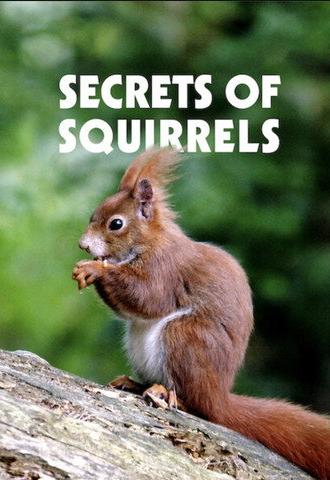 Secrets of Squirrels (2018)