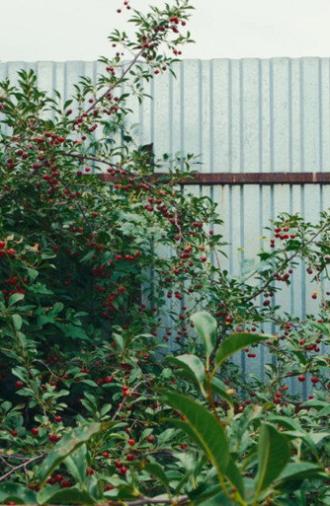 Cherry Sprout (2024)