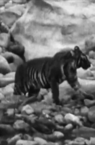 Wandering Tigers in North India (1935)