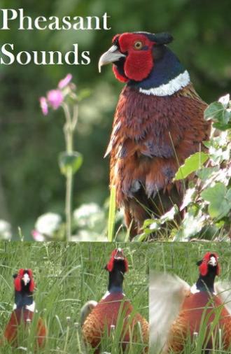 Pheasant Sounds (2022)
