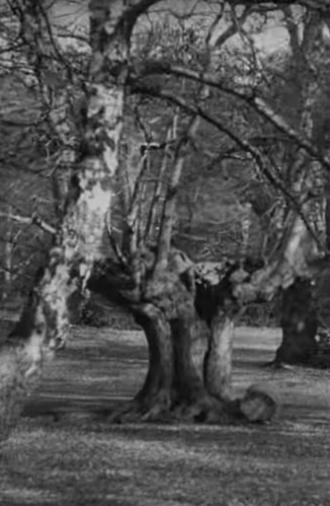 Burnham Beeches (1909)