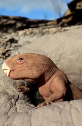 Mammal Origins (2026)