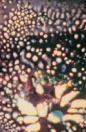15 Days of Fever (1989)