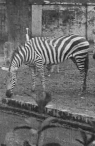 Indian Wildlife Park (1925)