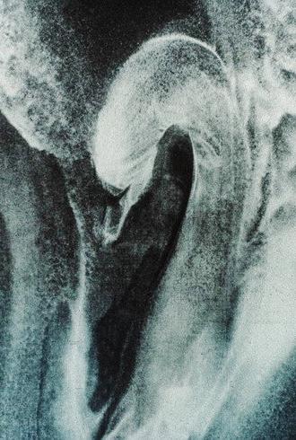 The Swan (1990)