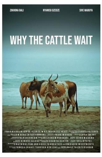 Why The Cattle Wait (2024)