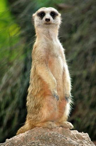 Abenteuer Namibia (2020)