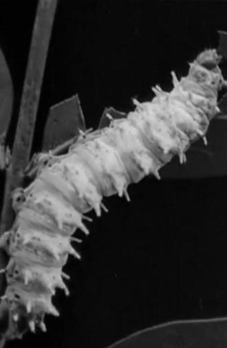 Skilled Insect Artisans (1922)
