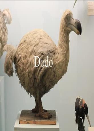 Dodo (2023)