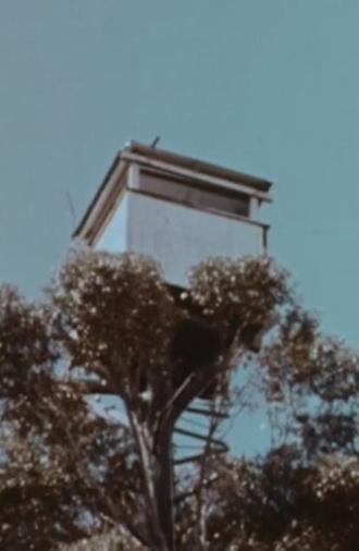 The Karri Forest (1962)