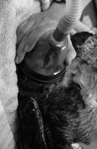 American Wildlife (2021)