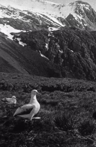 Shackleton South Georgia Birds (1920)