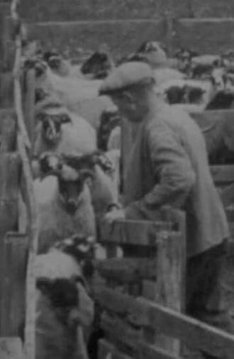 Blackfaced Sheep (1946)