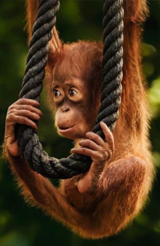 Wild Life - Orangutans (2025)