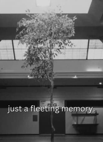 just a fleeting memory. (2024)