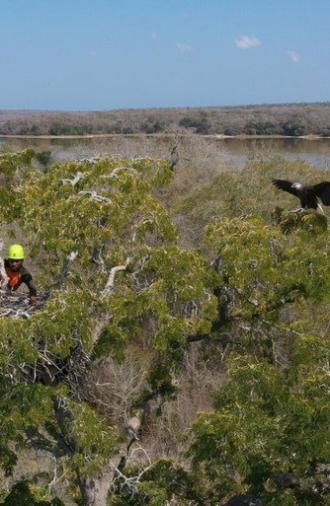 Fish Eagles of Madagascar (2024)