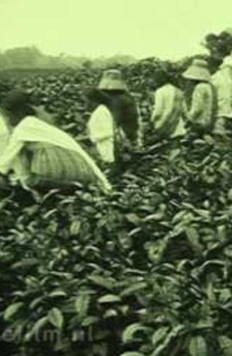 Tea Company of the NILS in Pematang Siantar (1927)