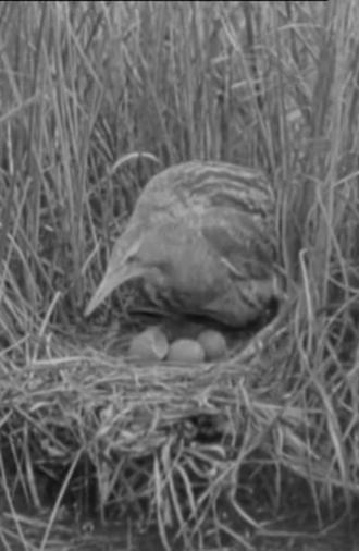 The Bittern (1931)