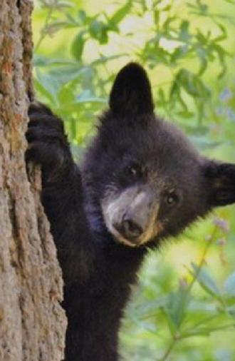 Bears of Sequoia (2025)