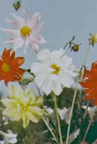 Spring Comes to Kashmir (1956)