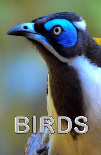 Birds (2021)