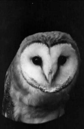 The White Owl (1922)