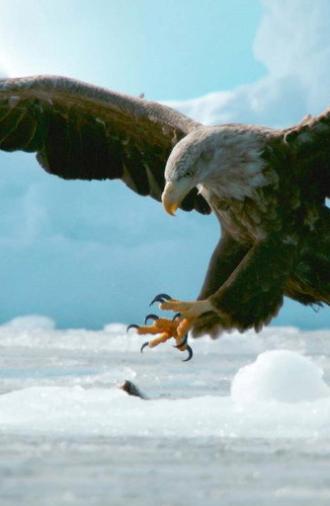 Crises on the Comeback Trail: Hokkaido's Endangered Birds (2025)