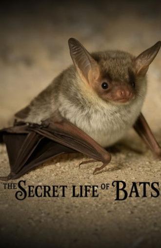 The Secret Life of Bats (2025)