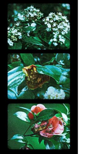 Flowers (III) (2025)