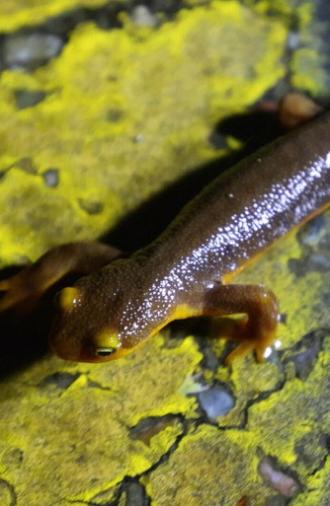 The Chileno Valley Newt Brigade (2024)