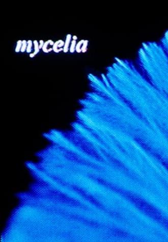 mycelia (2023)