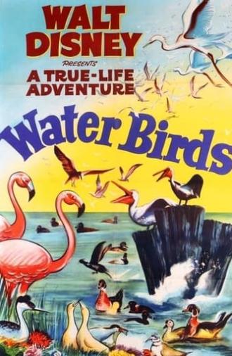 Water Birds (1952)