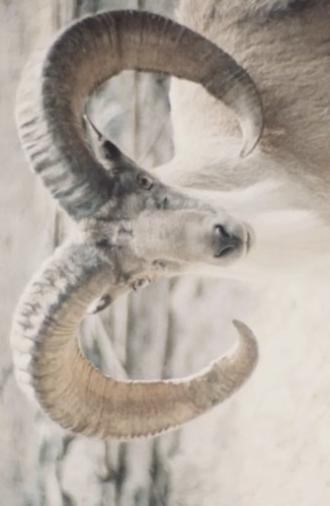 Paradies der Tiere (1979)