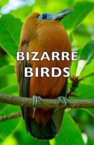 Bizarre Birds (2014)