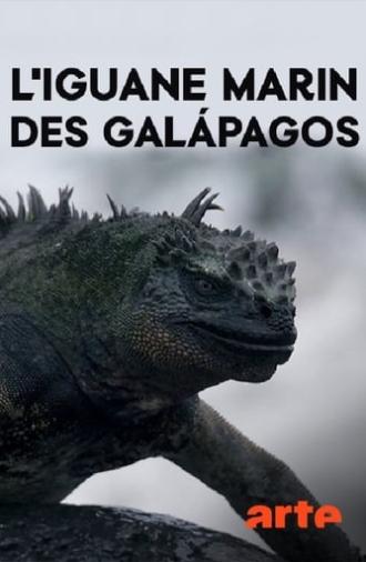 The Marine Iguanas of the Galapagos (2018)