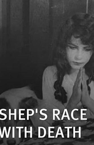 Shep's Race with Death (1914)