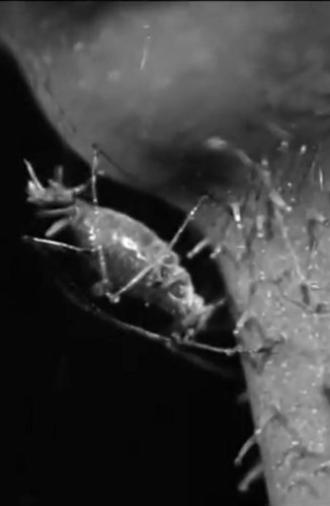 The Aphis (1930)
