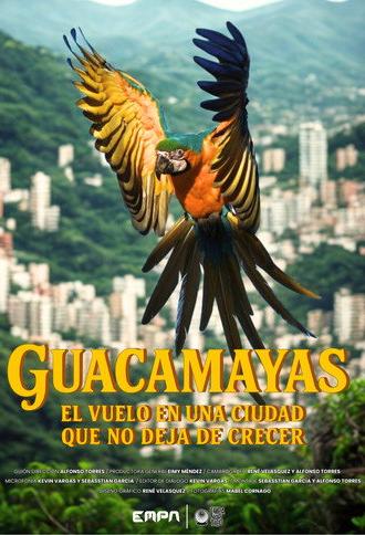 Guacamayas: El vuelo en una ciudad que no deja de crecer (2026)