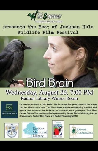 Bird Brain (2012)