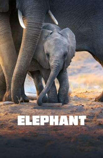 Elephant (2020)