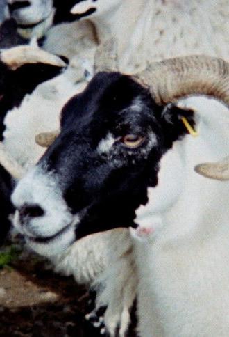 Passing Clouds (2024)