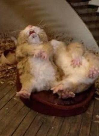 Fat Hamster (2011)