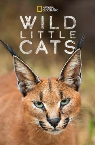 Wild Little Cats (2017)